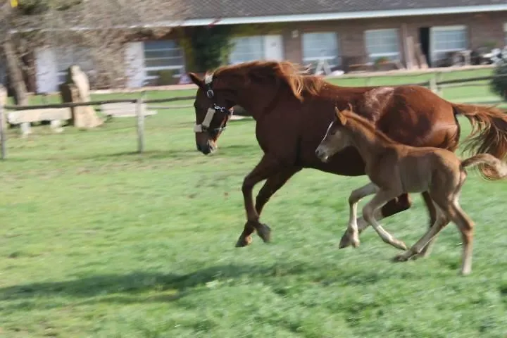 Residential Horse Club Costa Brava Hostel Santa Cristina d'Aro