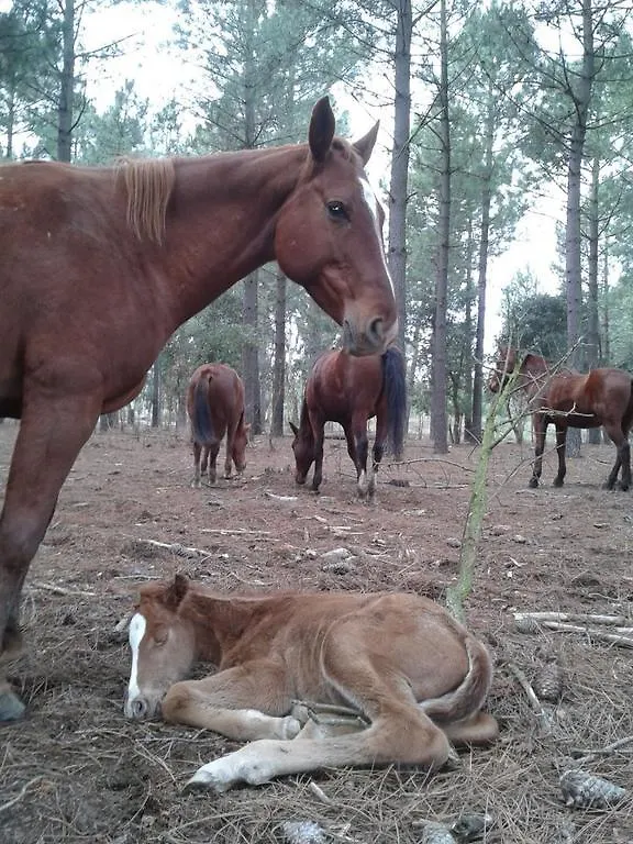 Residential Horse Club Costa Brava Hostel Santa Cristina d'Aro 0*,